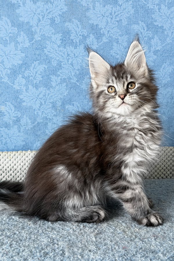 1_LaLuna_401001_600x