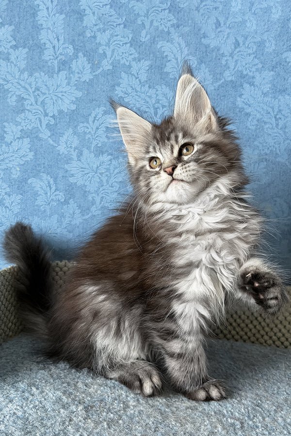 1_LaLuna_401002_600x