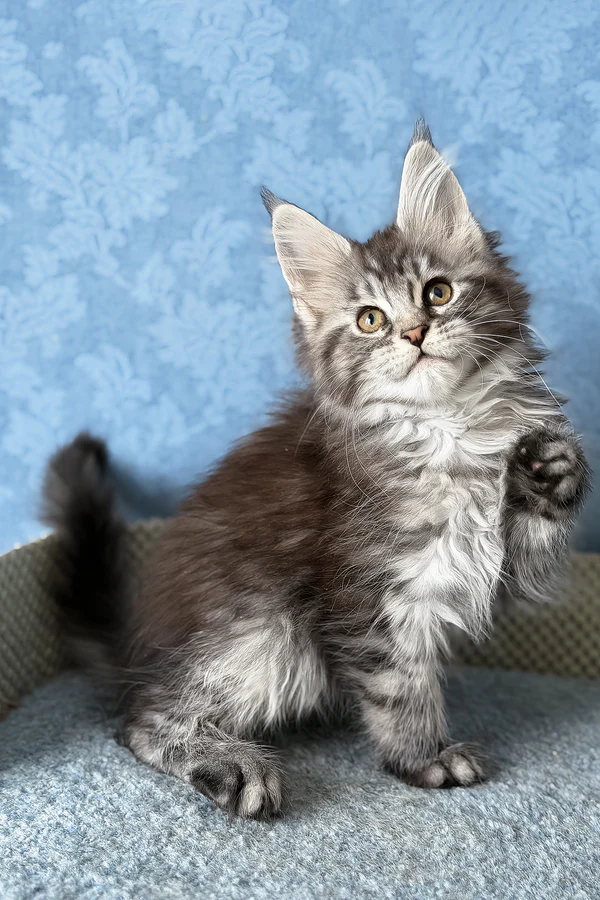 1_LaLuna_401003_600x