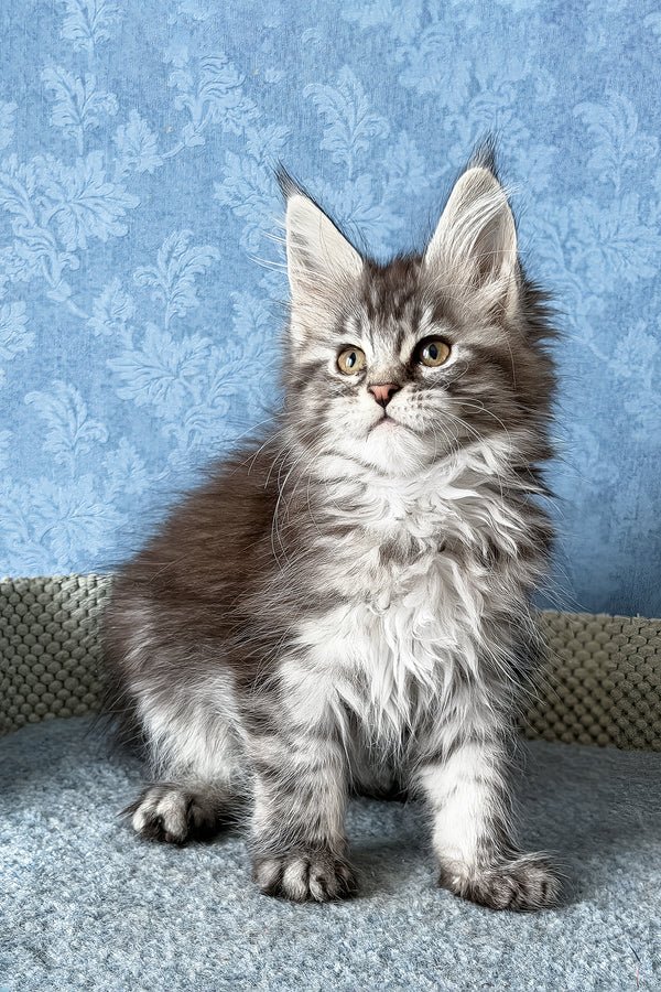 1_LaLuna_401004_600x