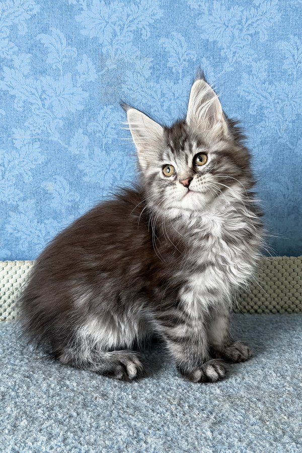 1_LaLuna_401006_600x