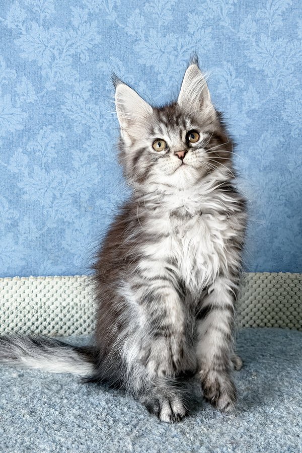 1_LaLuna_401010_600x