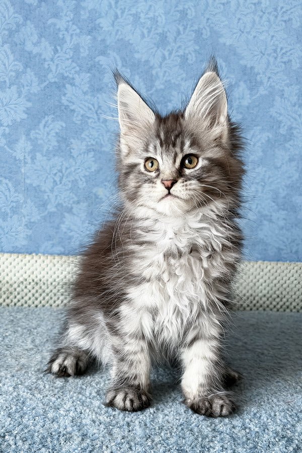 1_LaLuna_401013_600x