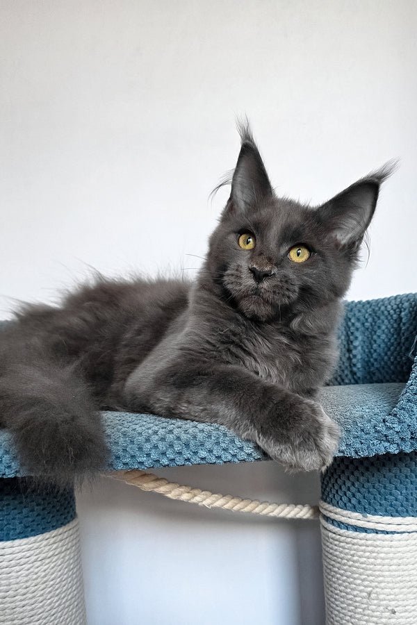 1_Uiliam_601002_600x