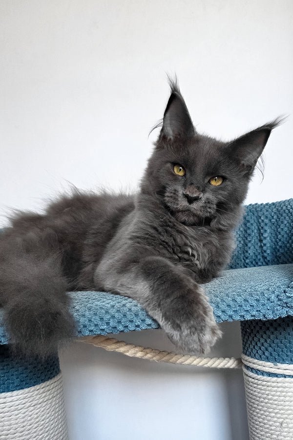 1_Uiliam_601003_600x