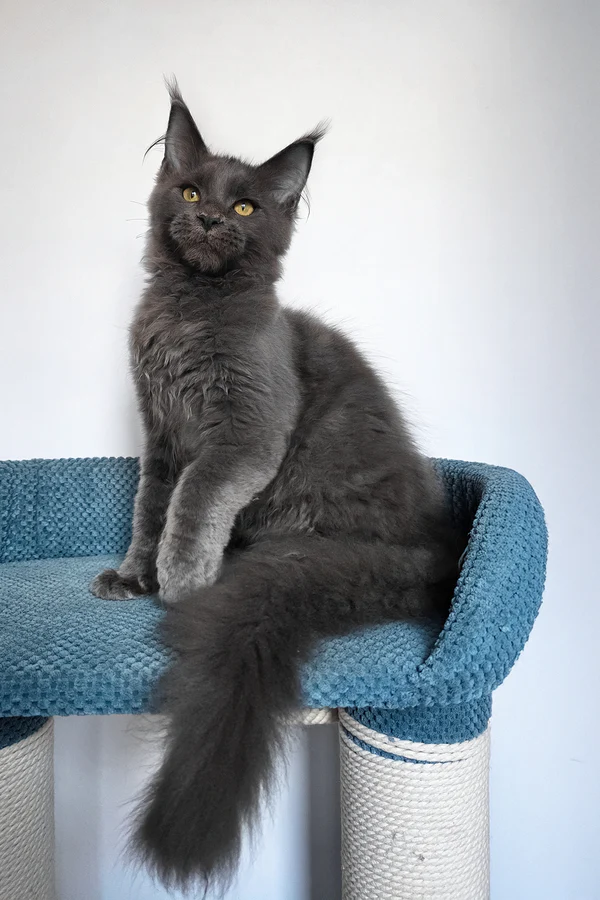 1_Uiliam_601006_600x