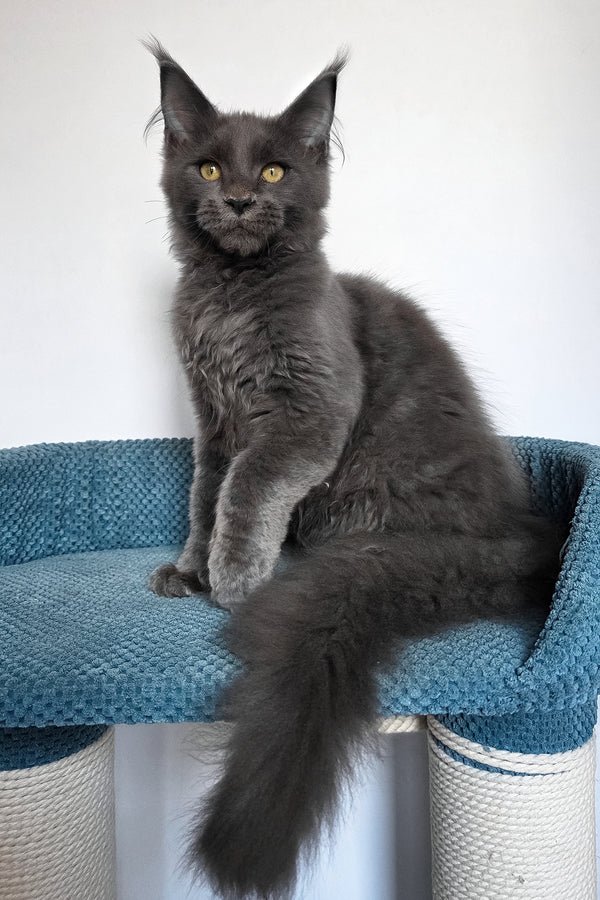 1_Uiliam_601010_600x