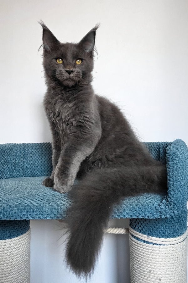 1_Uiliam_601014_600x