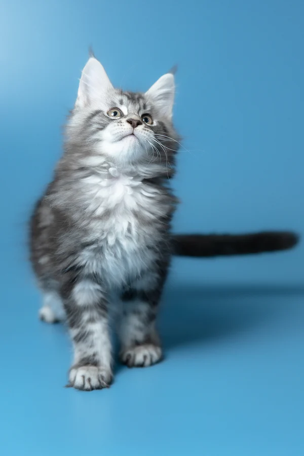 5_Whisky_3112003_600x