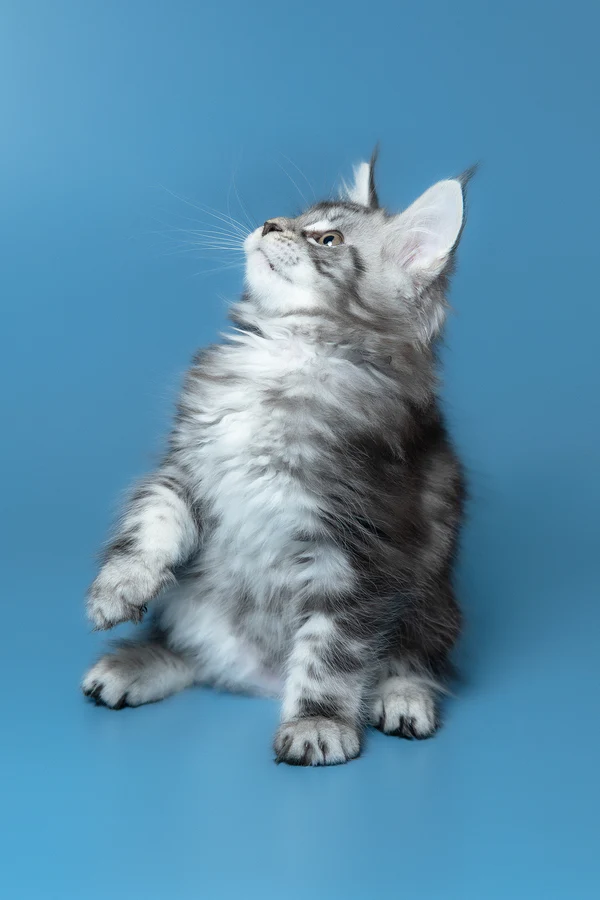 5_Whisky_3112007_600x