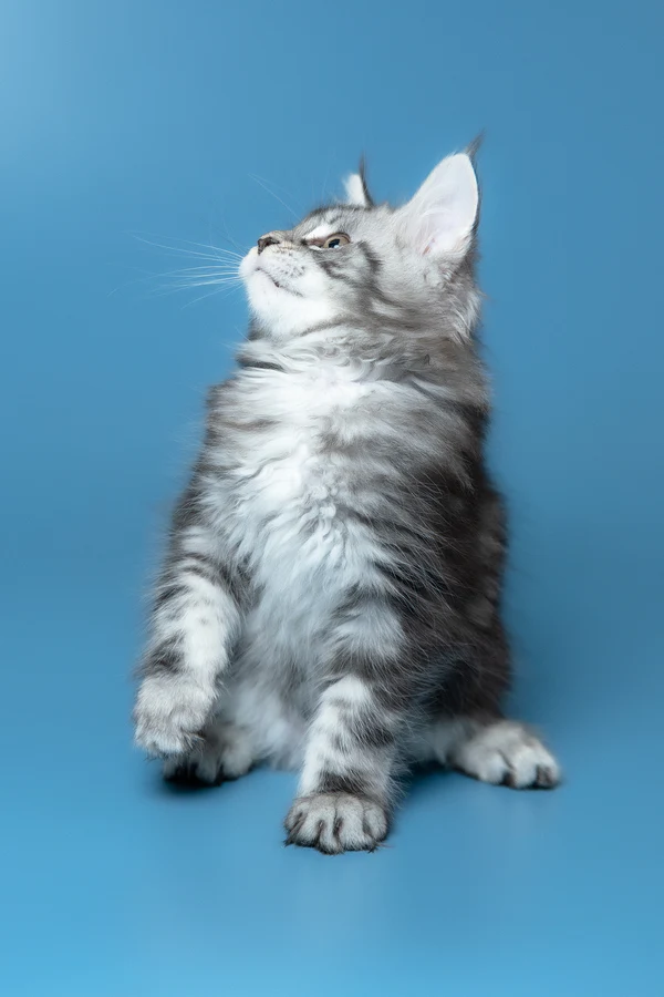 5_Whisky_3112010_600x