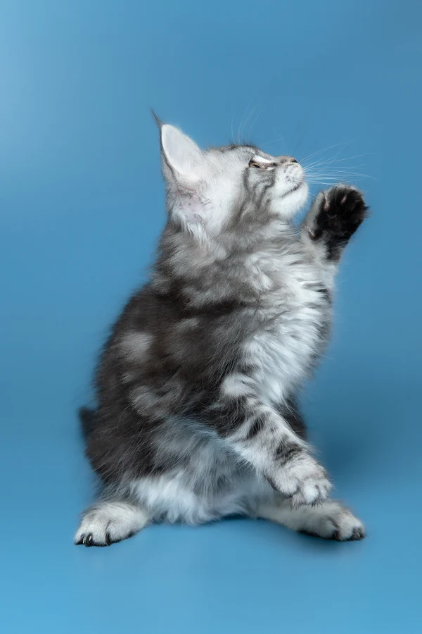 5_Whisky_3112013_600x