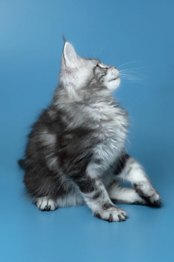 5_Whisky_3112015_600x