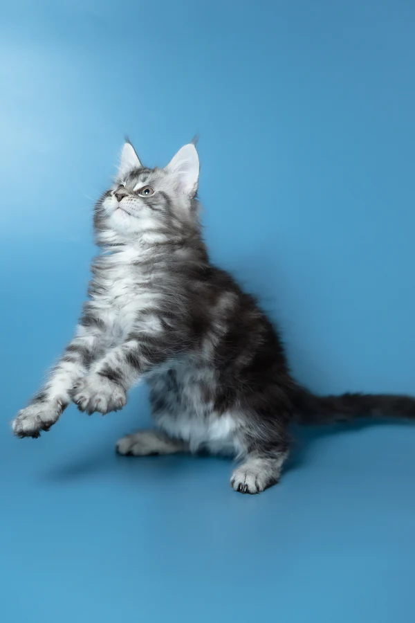 5_Whisky_3112016_600x