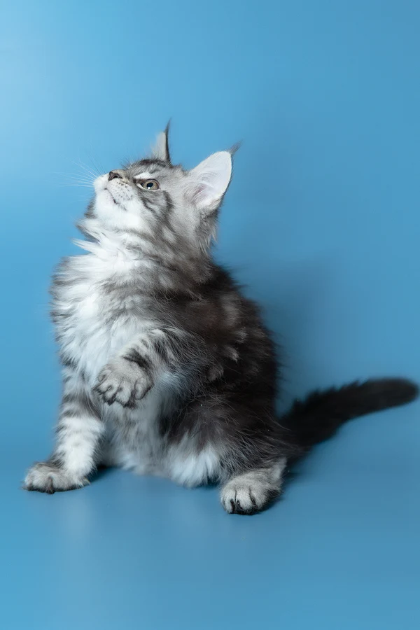 5_Whisky_3112017_600x