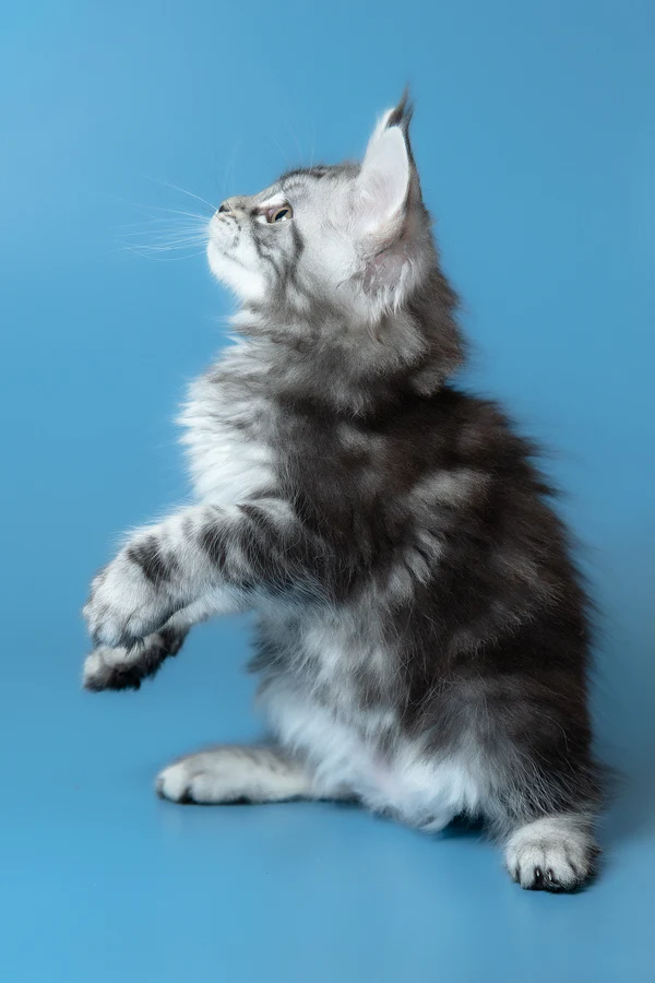 5_Whisky_3112018_600x