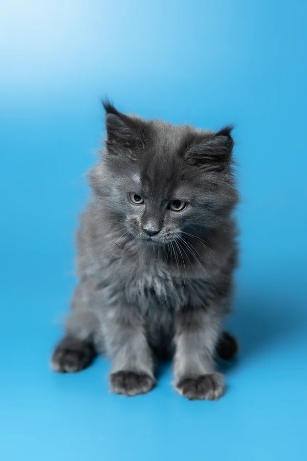 8_Winston_3112001_600x