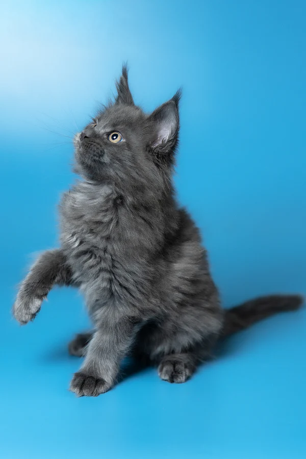 8_Winston_3112003_600x