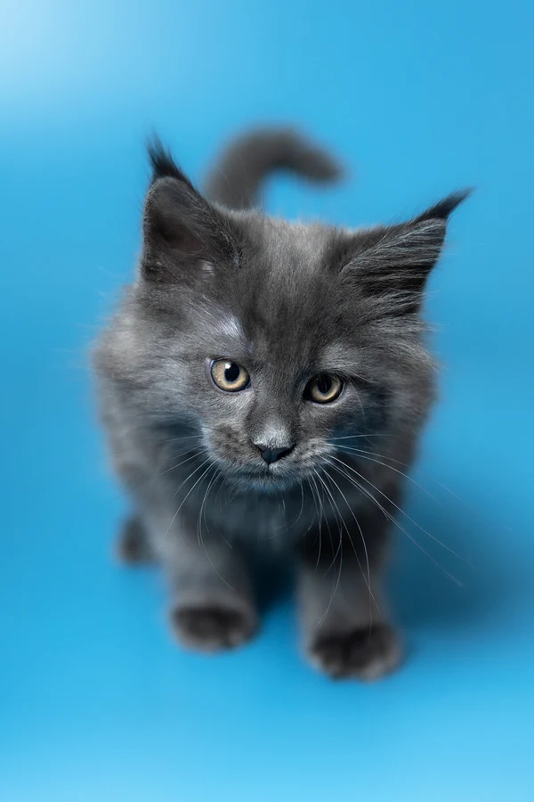 8_Winston_3112005_600x