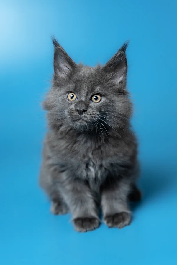 8_Winston_3112006_600x