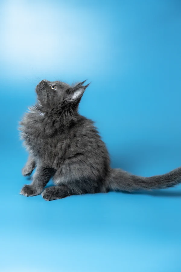 8_Winston_3112013_600x