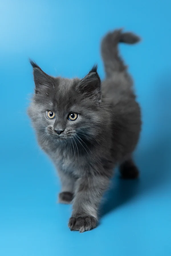 8_Winston_3112019_600x